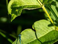 Speer Azurjungfer Libelle auf Blatt